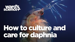 Caring and Culturing for Daphnia [upl. by Tenner]