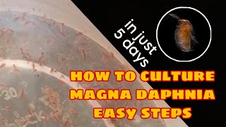 How to Culture Magna Daphnia Easily [upl. by Eiaj]