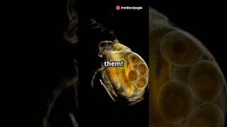 How to culture Daphnia for your Aquarium [upl. by Irbua977]