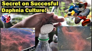 How to Culture Daphnia Successfully [upl. by Enimasaj]