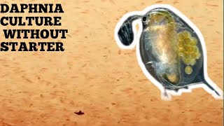 HOW TO CULTURE DAPHNIA NATURALLY WITHOUT A STARTER [upl. by Fortna]