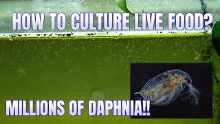 How to Culture Daphnia Secret Method to Breed MILLIONS  Simply Aquatic [upl. by Abraham]