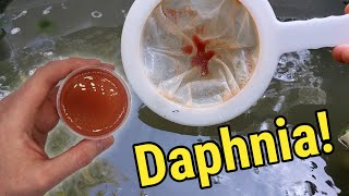 How I Culture Daphnia In Outdoor Tubs [upl. by Janerich]