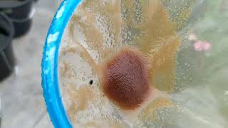 How to culture daphnia moina in a small container Part 1 English Subtitle [upl. by Ahslek]