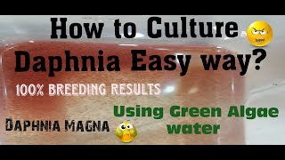 Daphnia MagnaHow to Culture Daphnia Easy wayCulturing Daphnia using Green water Daphnia [upl. by Nybbor]