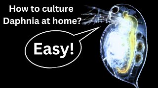 BEST Live Fish Food Beginner guide How to Culture Daphnia at home [upl. by Nagaer]