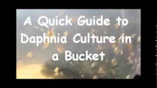 How to culture daphnia outside [upl. by Nicolina]