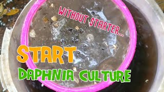 How to culture daphnia moina the easy way 1  Starting the Daphnia culture [upl. by Cherin414]