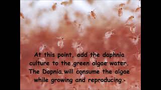 Daphnia  How to grow daphnia in your home [upl. by Ahcirt]