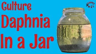 How to Culture Daphnia in a Jar [upl. by Kalinda]