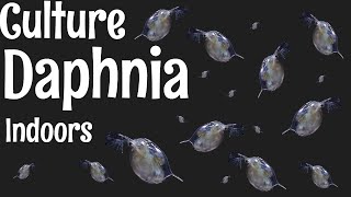 How to Culture Daphnia [upl. by Saltzman]