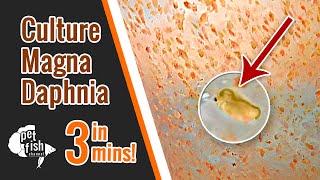 How to culture DAPHNIA MAGNA  The easy way [upl. by Beka868]