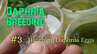 Daphnia Culture made simple and easy 3  Hatching Daphnia eggs [upl. by Burkle]