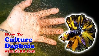 How to Culture Daphnia with ZERO Cost  Unlimited Live Food For Our Fish [upl. by Earezed412]