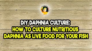 DIY Daphnia Culture How to Culture Nutritious Daphnia as Live Food for Your Fish [upl. by Halbert]