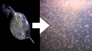 How I Culture Daphnia [upl. by Simeon633]