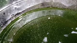 DAPHNIA MOINA CULTURE IN A SMALL BUCKET [upl. by Hett61]