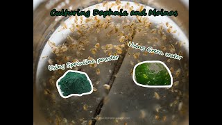 How To Culture Daphnia and Moinas using Green Water Spirulina powder [upl. by Yelssew]