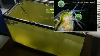 Raising Daphnia for the Freshwater Aquarium [upl. by Luapnaej]