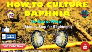 HOW TO CULTURE DAPHNIA In Easy Way [upl. by Ker]